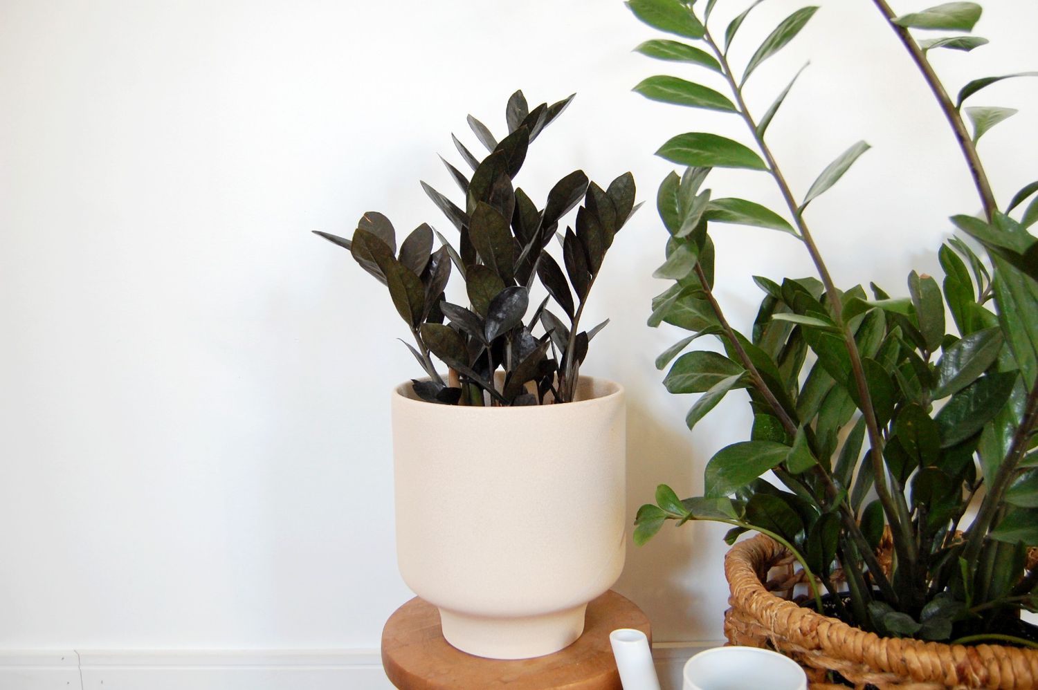 how-to-water-zz-plant