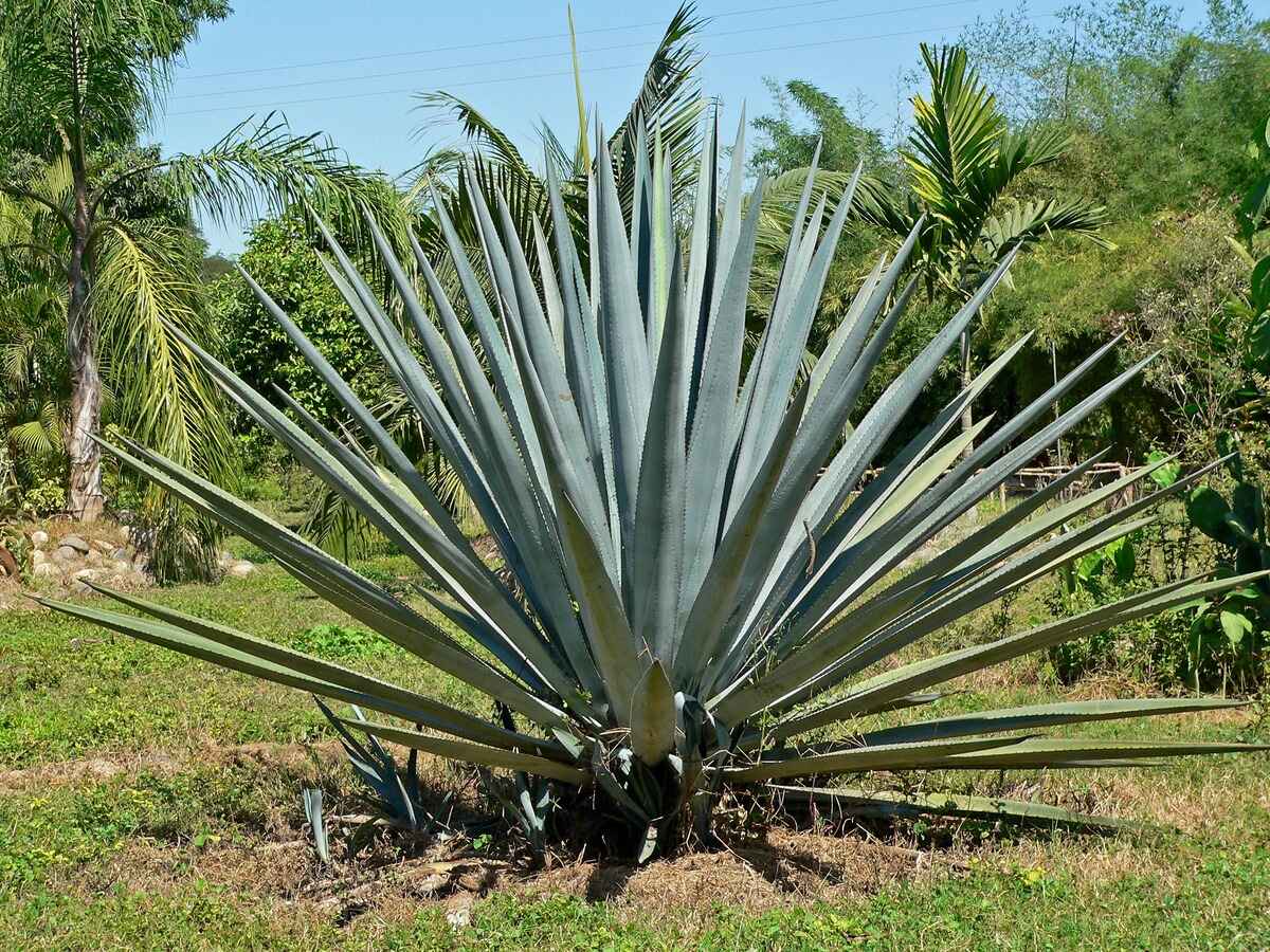 tequila-comes-from-what-plant