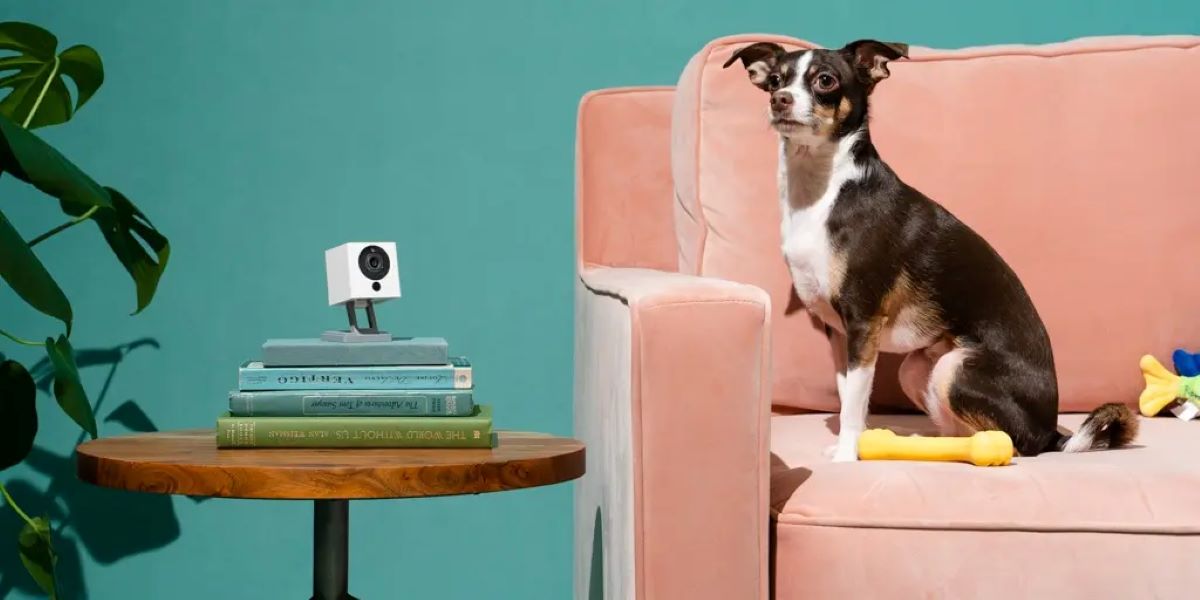 TOOGE Pet Camera Review: The Best Budget Pet Camera