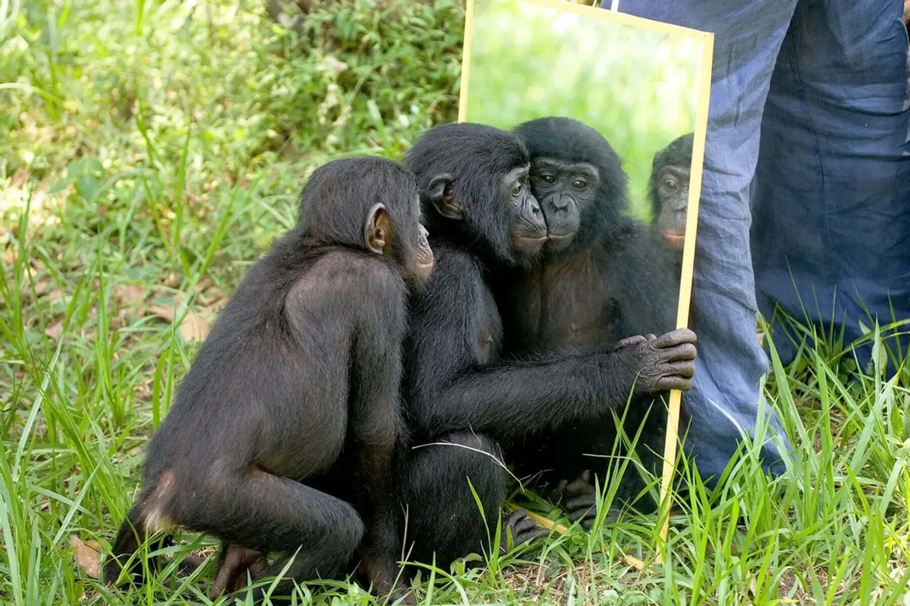 What Animals Recognize Themselves In A Mirror