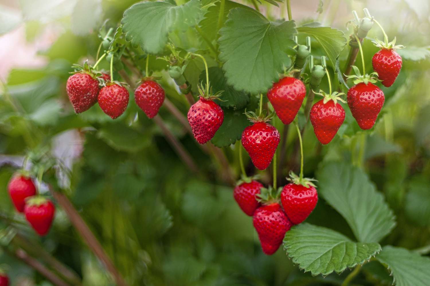what-can-i-plant-with-strawberries