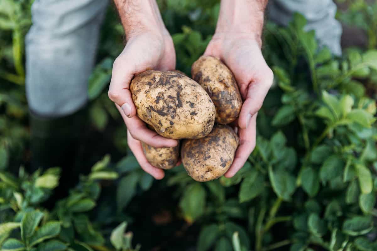 What Can You Plant With Potatoes