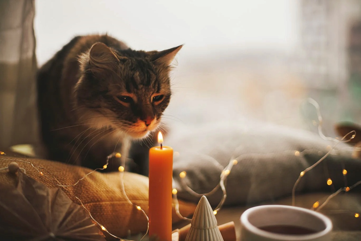 What Candle Scents Are Bad For Cats