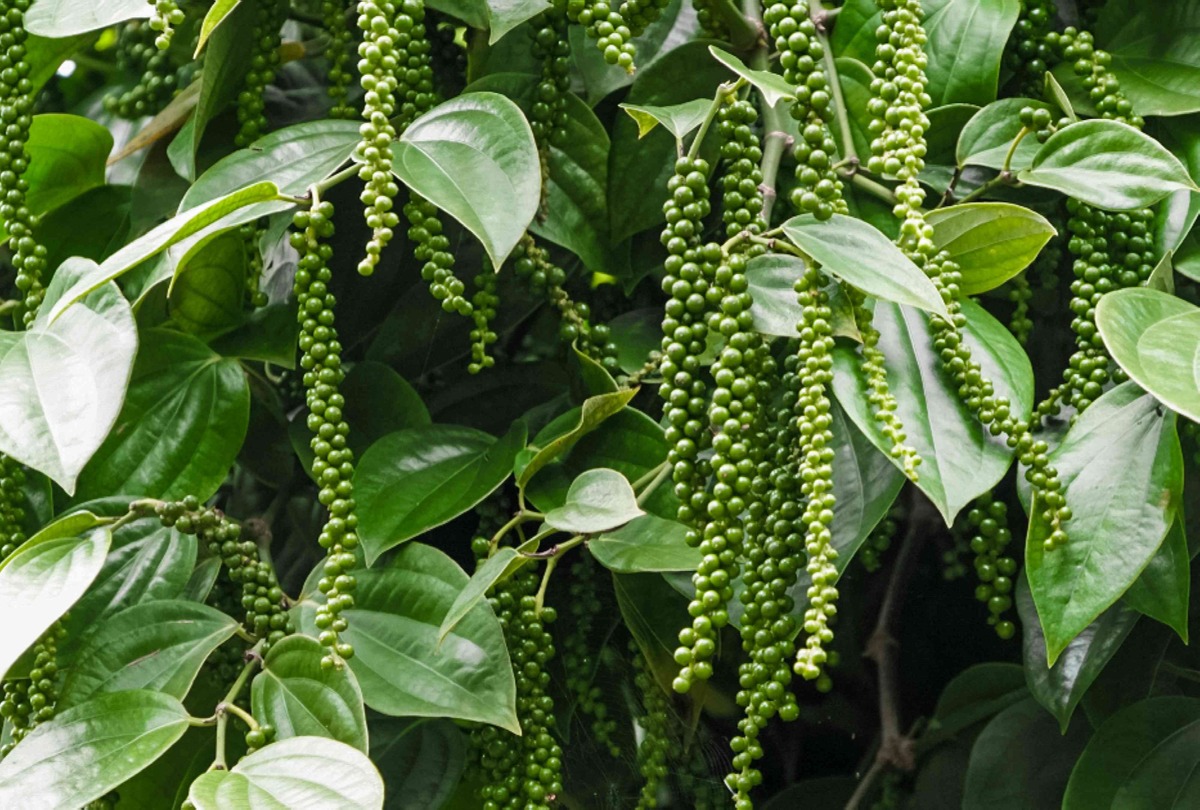 What Does A Black Pepper Plant Look Like
