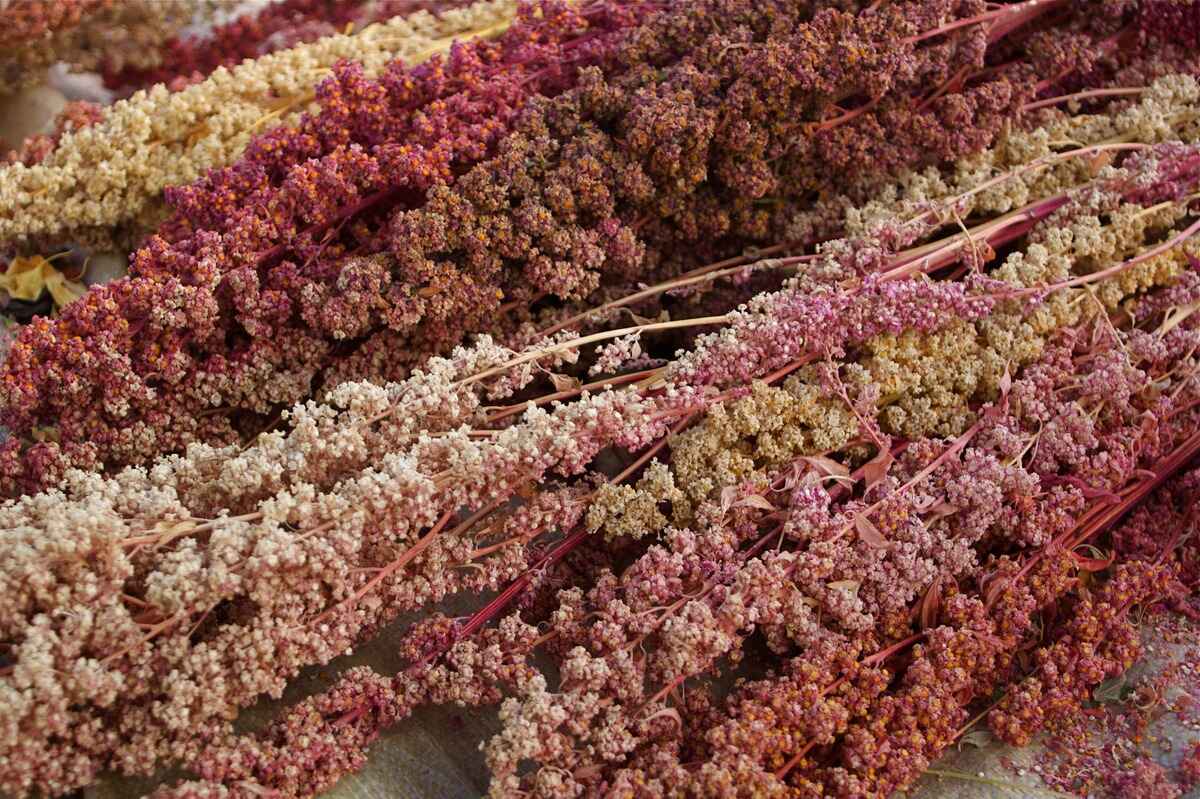 What Does A Quinoa Plant Look Like