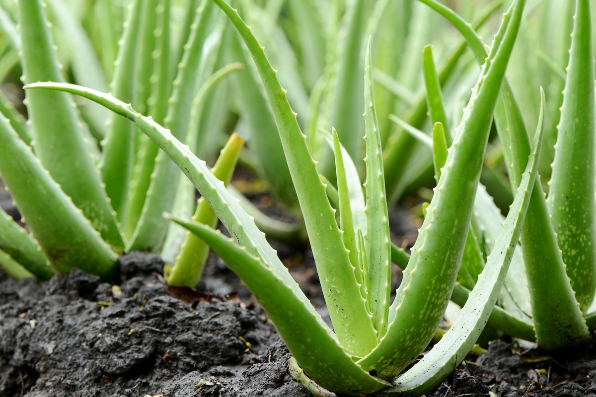 What Does An Aloe Vera Plant Look Like