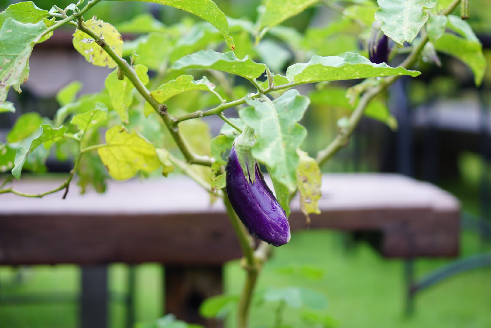 What Does An Eggplant Plant Look Like
