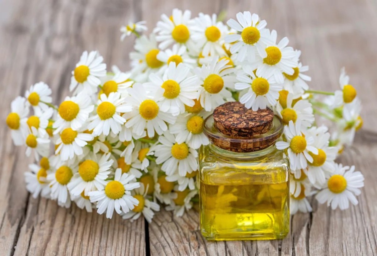 What Does Chamomile Essential Oil Do