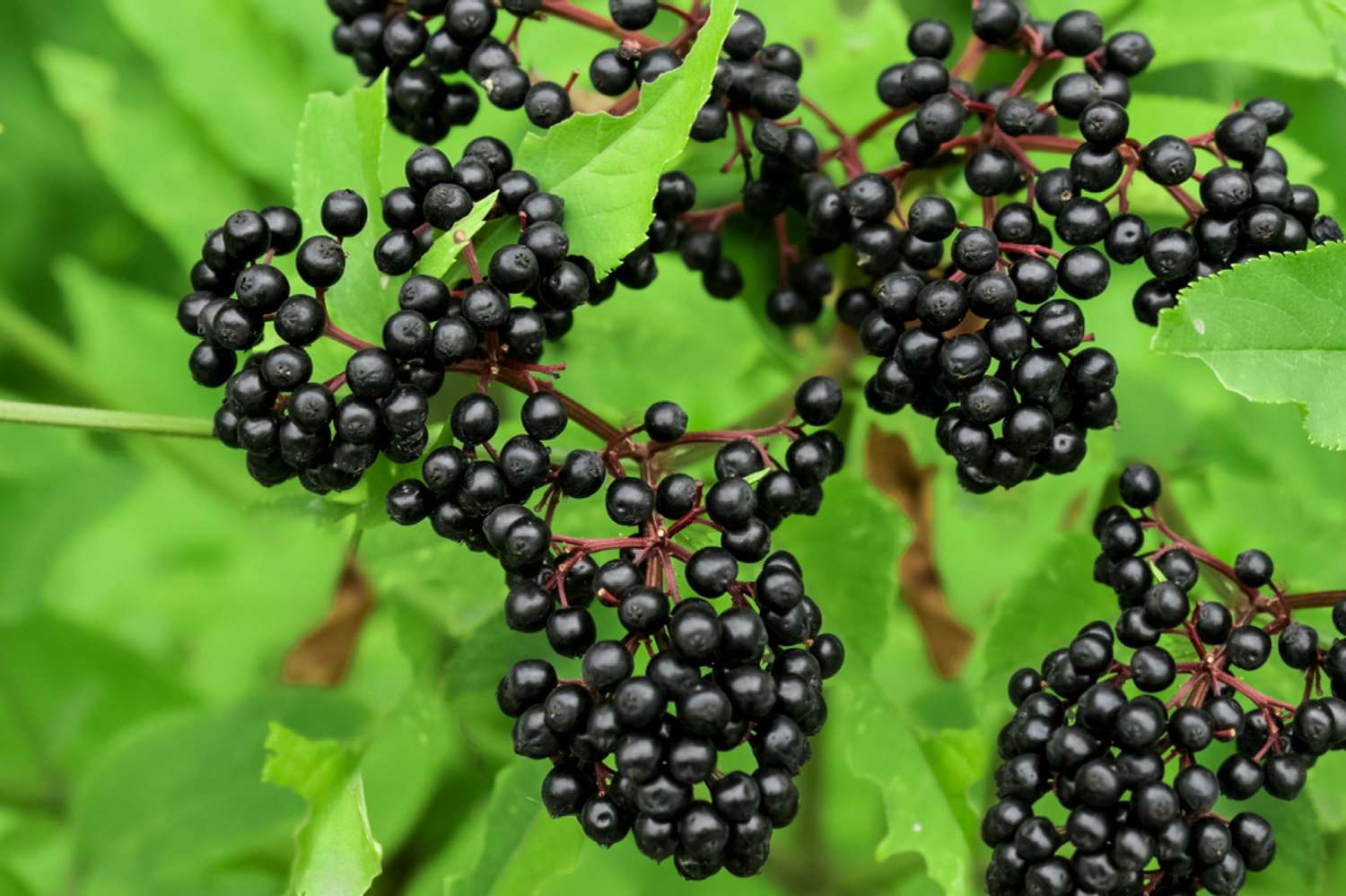 What Does Elderberry Plant Look Like