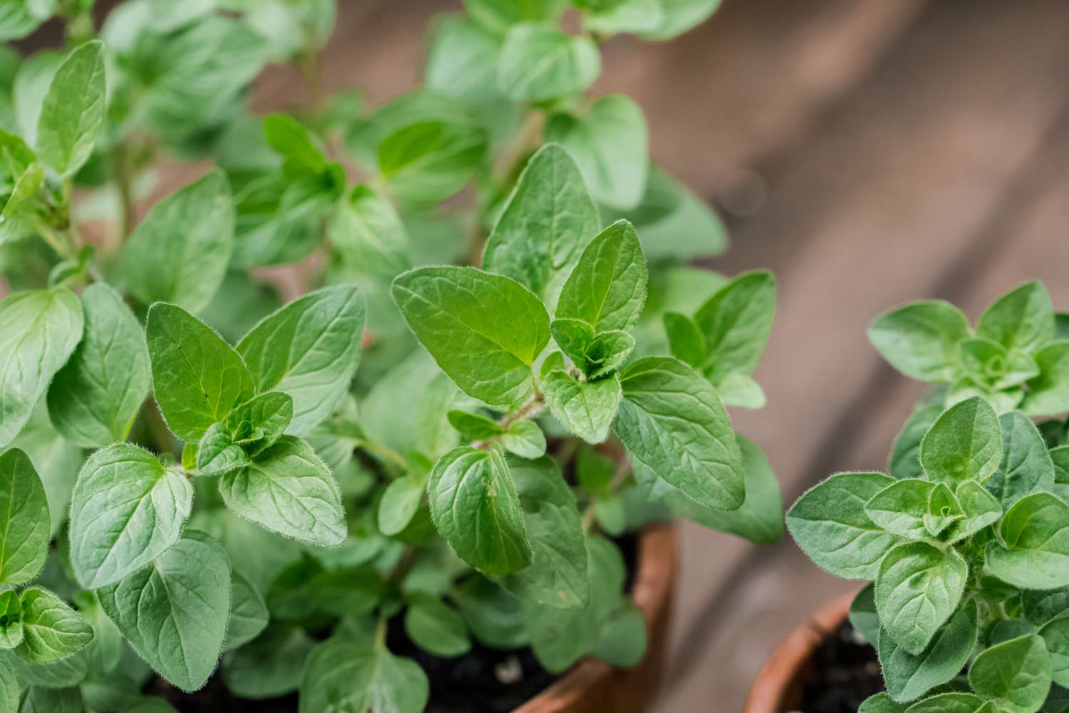 What Does Oregano Plant Look Like