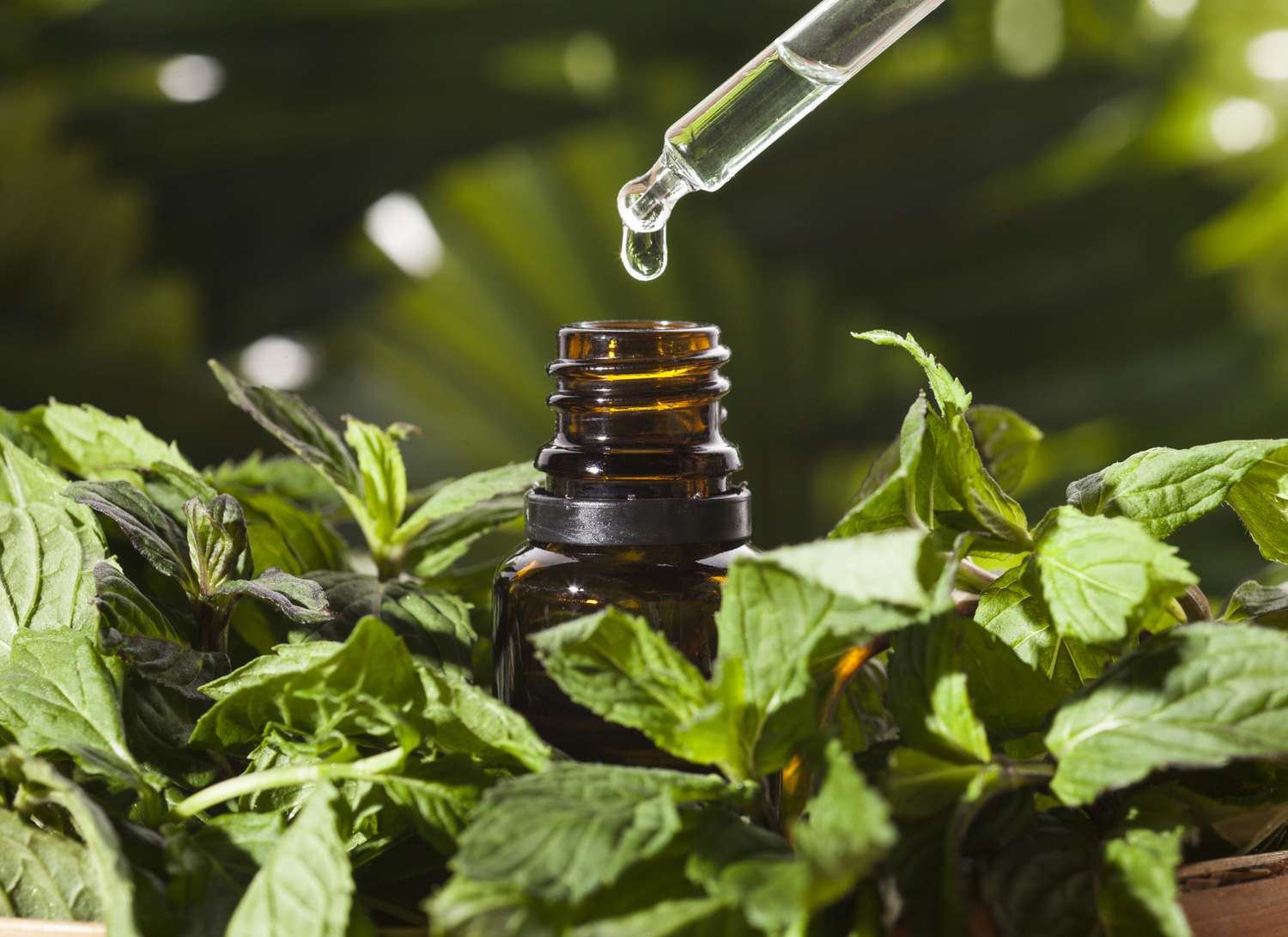 What Does Peppermint Essential Oil Do