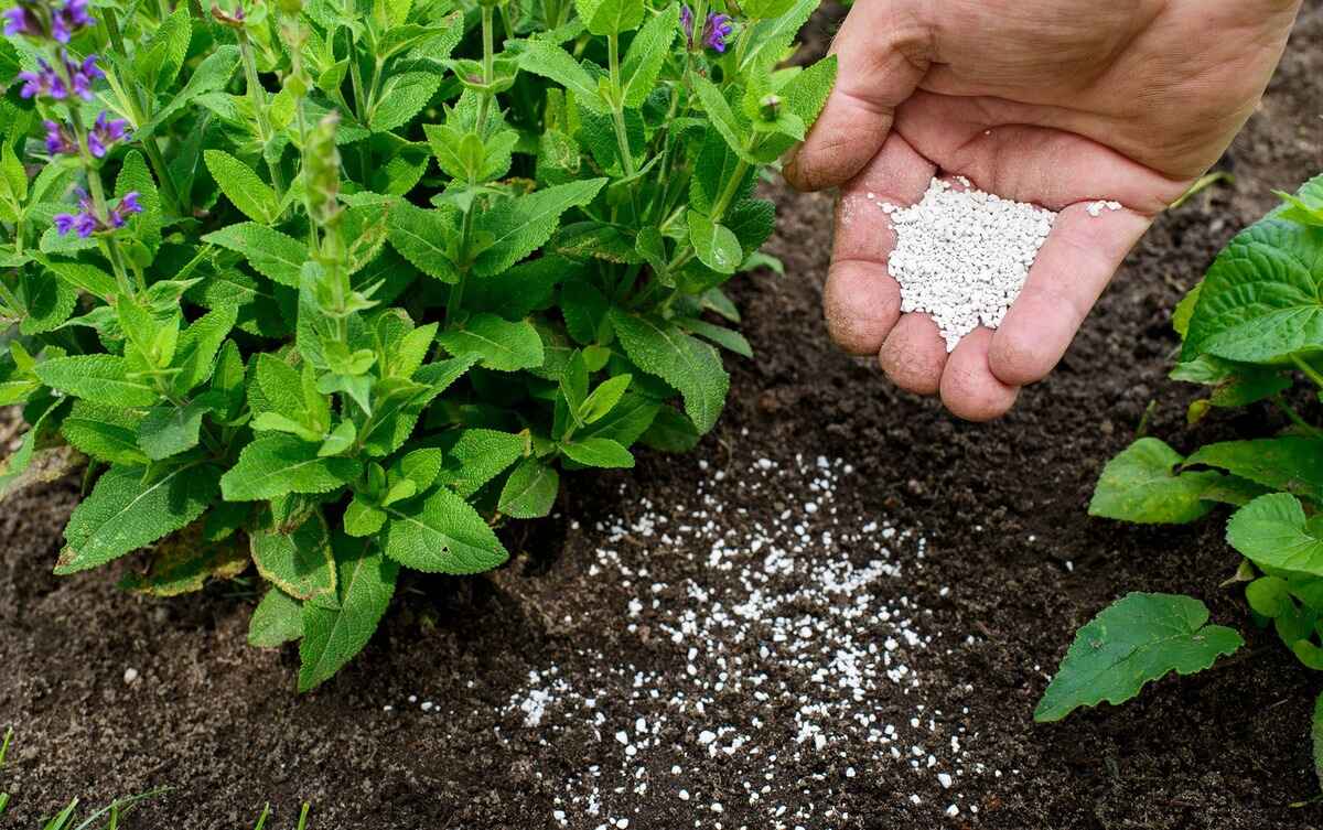 What Does Plant Fertilizer Do