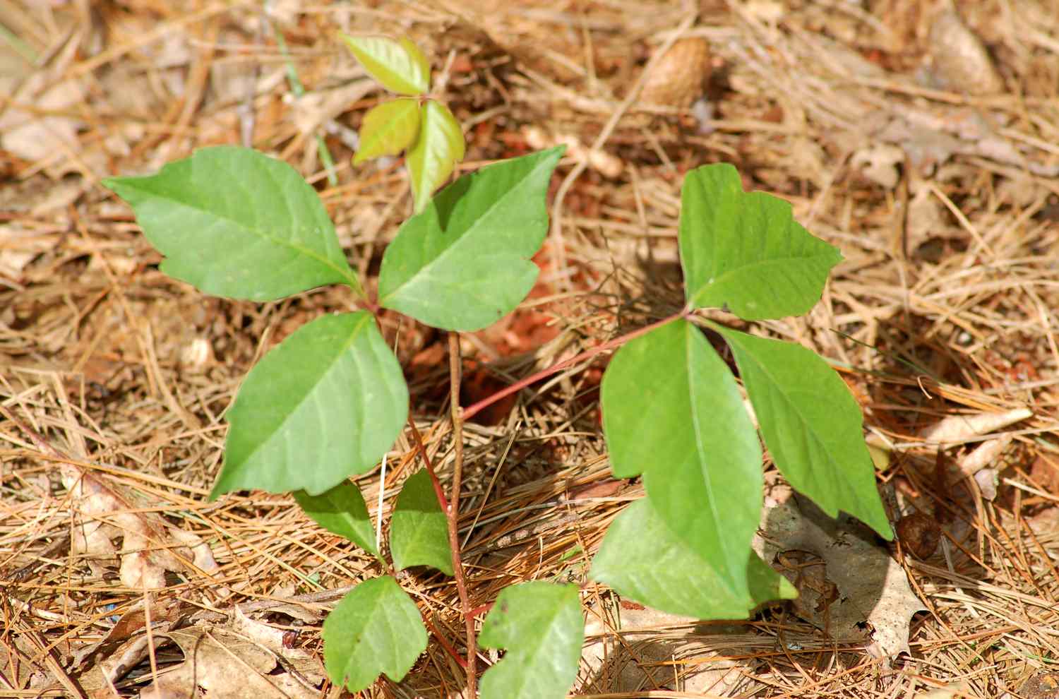 What Does Poison Ivy Plant Look Like