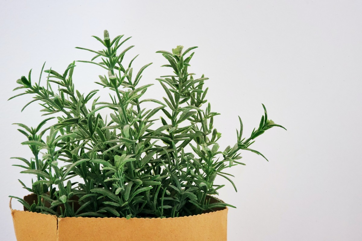 What Does Rosemary Plant Look Like