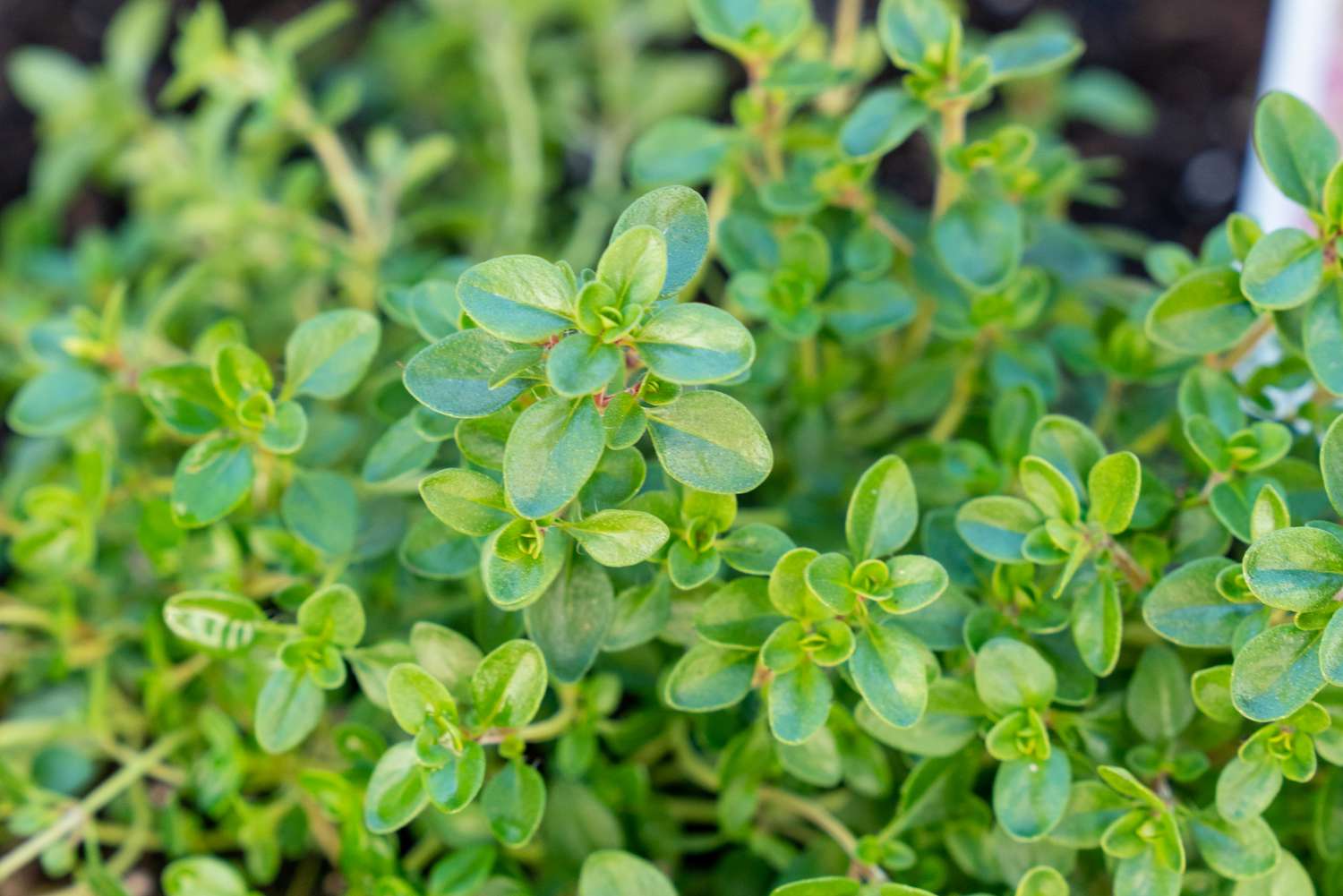 what-does-thyme-plant-look-like
