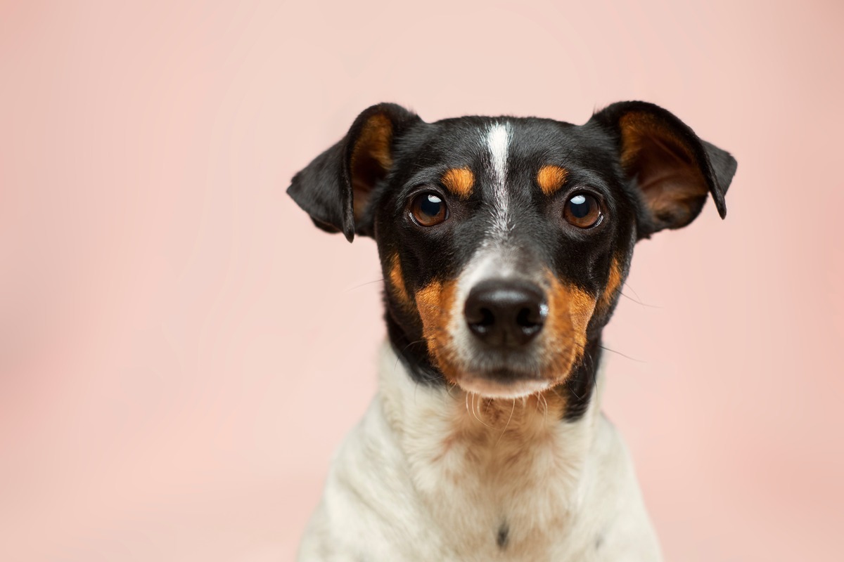 What Essential Oil Are Safe For Dogs
