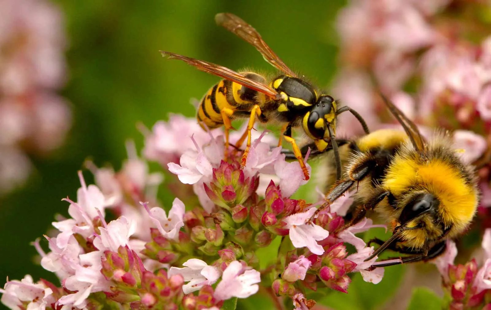 What Essential Oil Is Good For Bee Stings