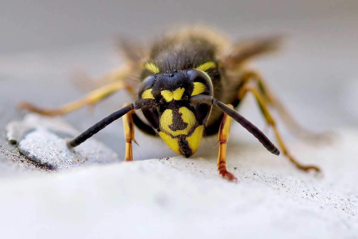 What Essential Oil Repels Wasps