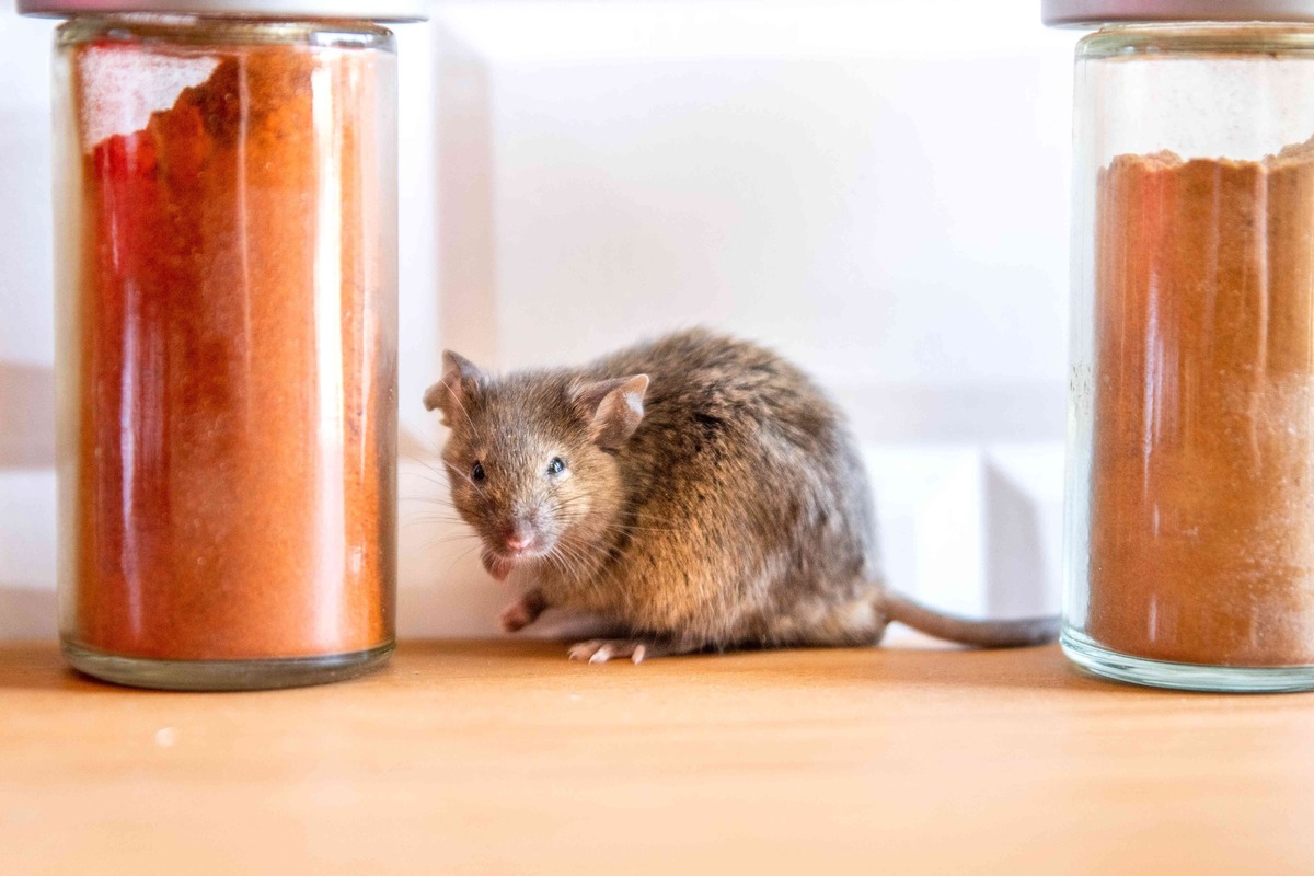 What Essential Oil Will Keep Mice Away
