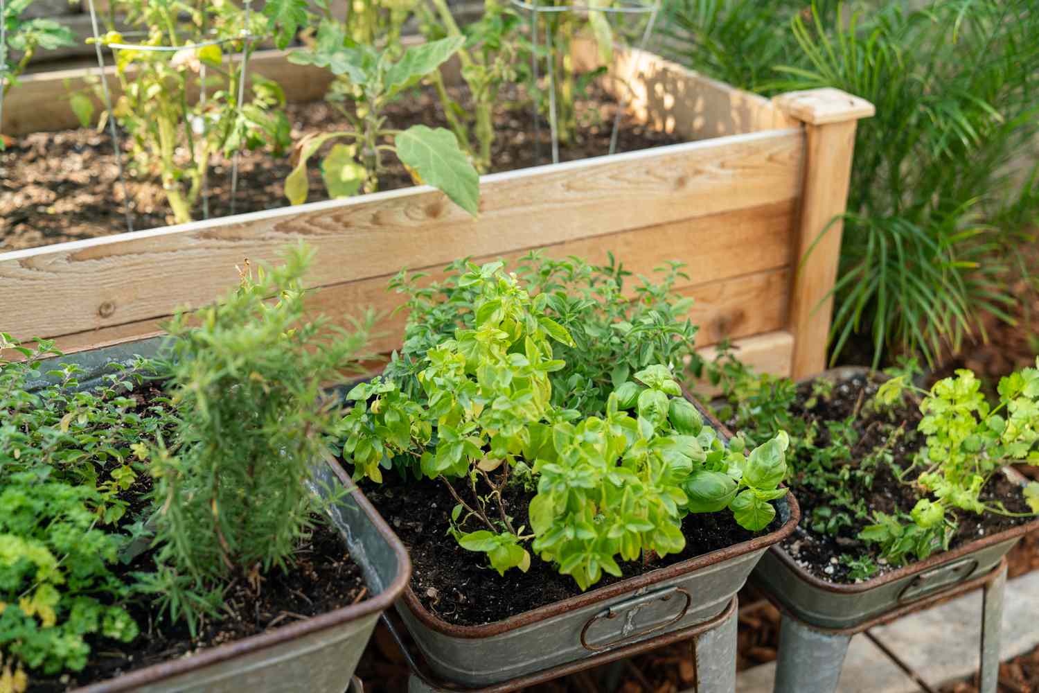 What Herbs To Plant Together
