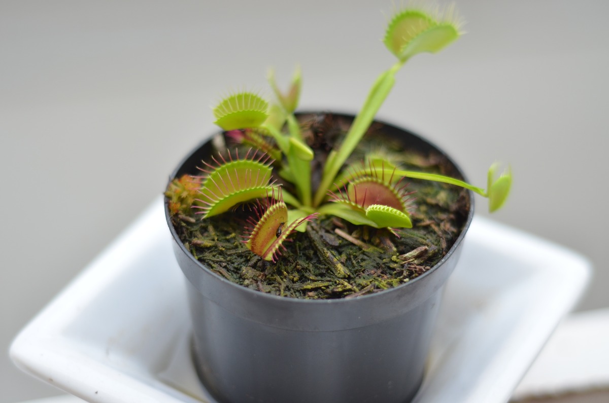 What Is A Carnivorous Plant