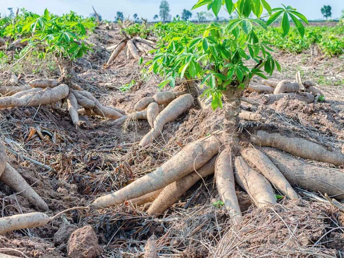 What Is A Cassava Plant