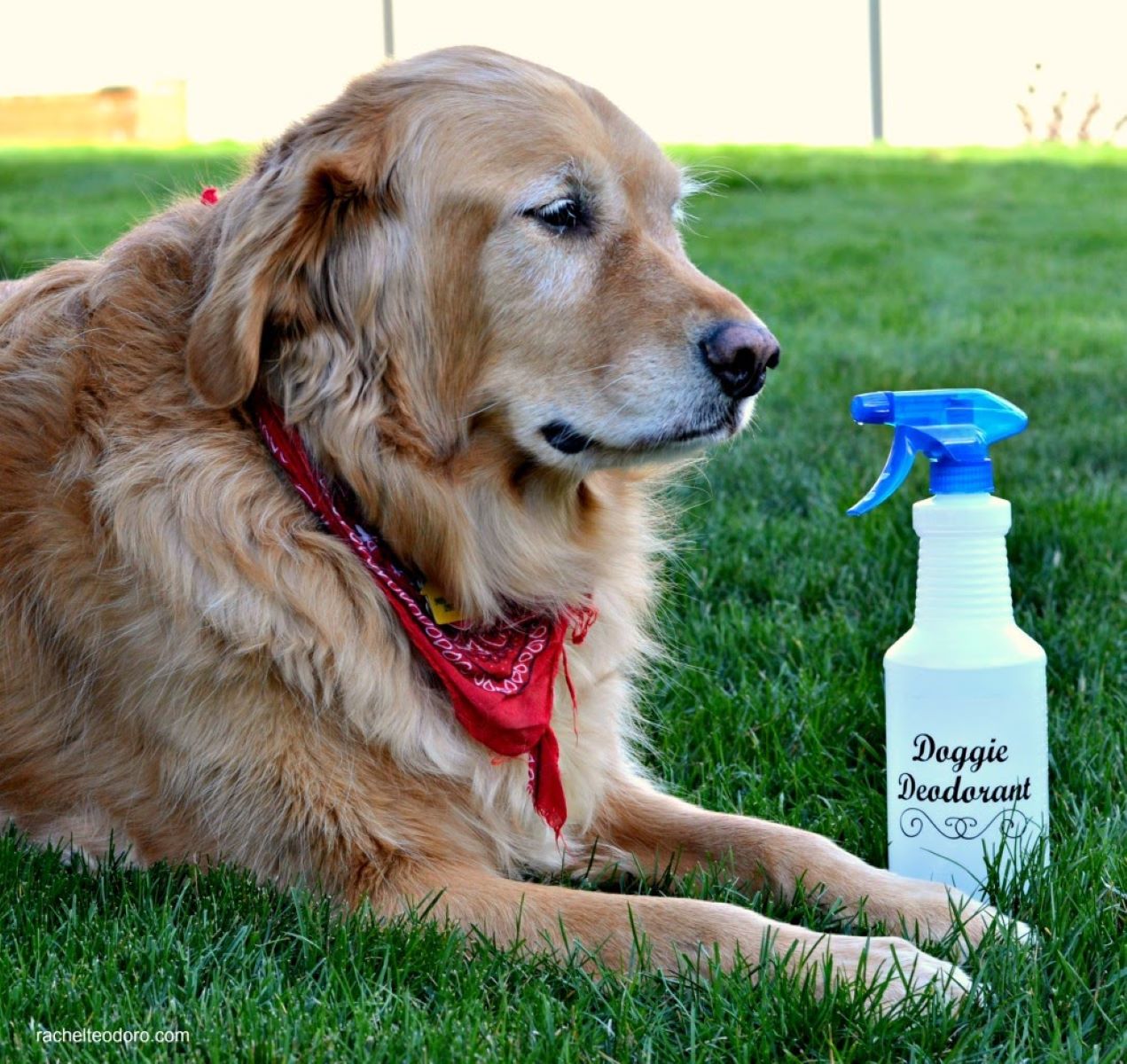 What Is A Good Dog Deodorizer