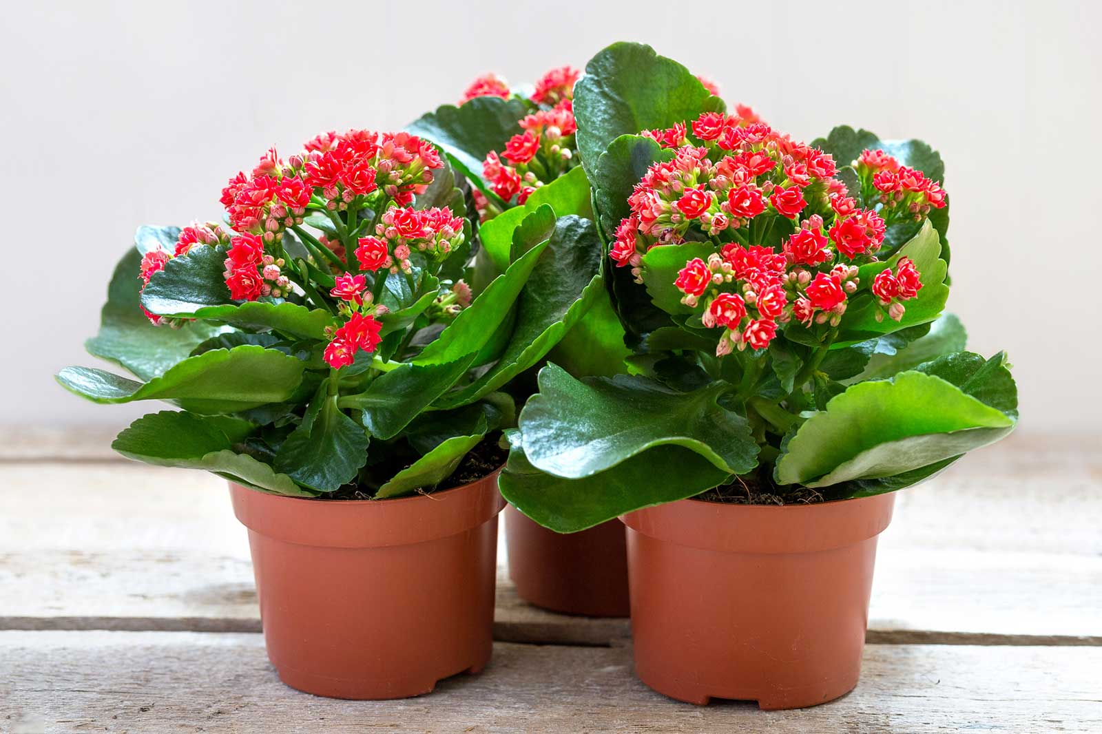 What Is A Kalanchoe Plant