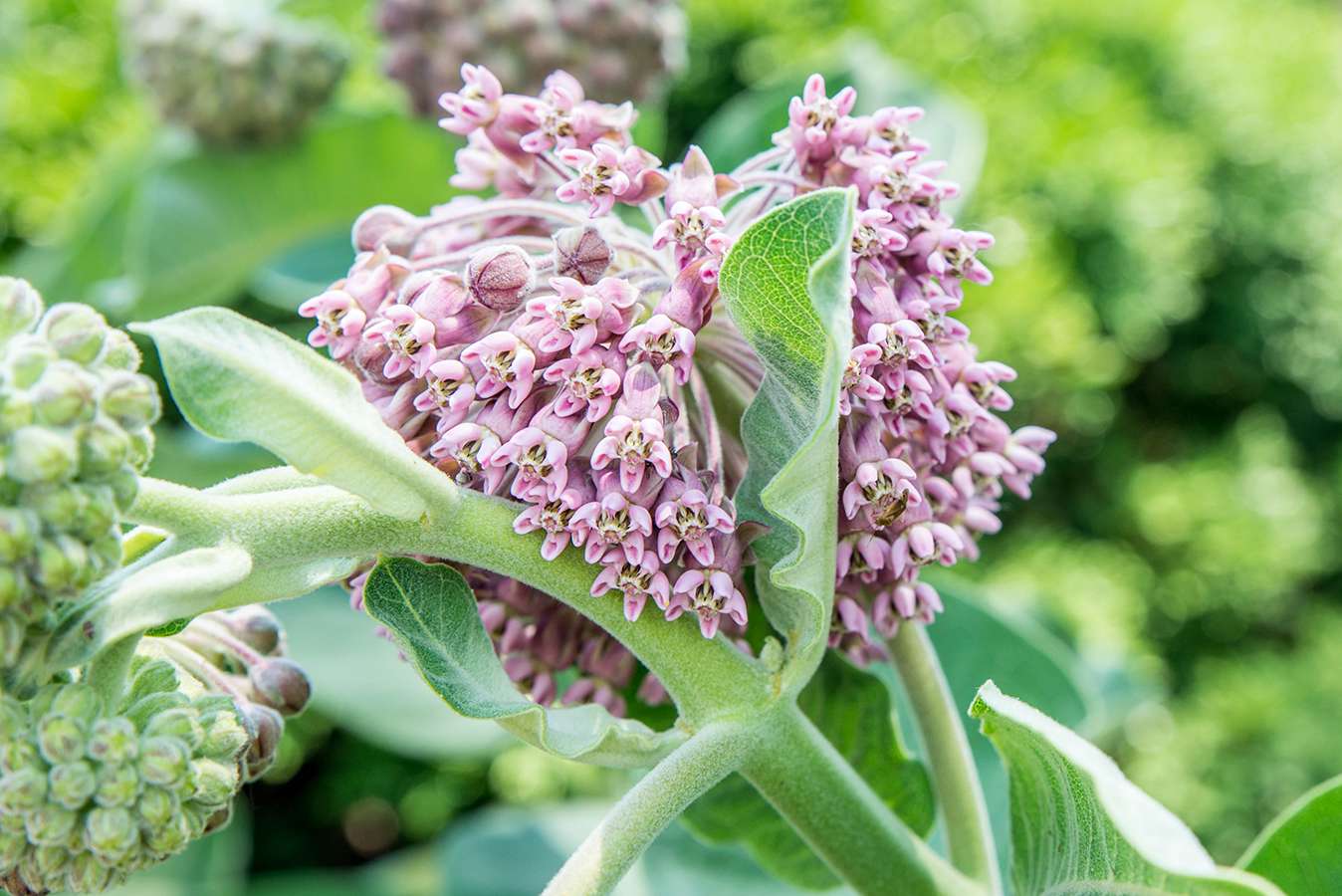 what-is-a-milkweed-plant