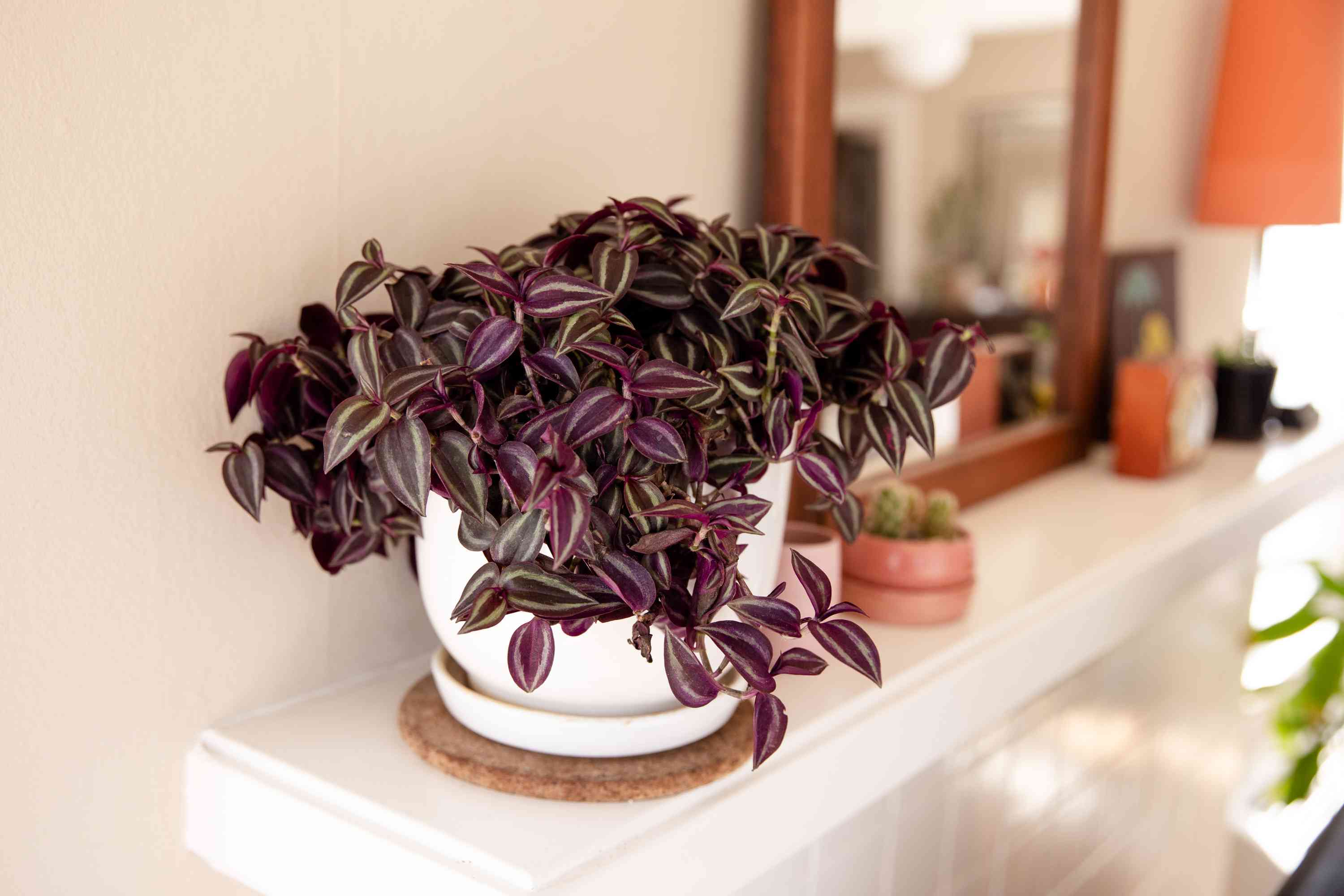 What Is A Wandering Jew Plant
