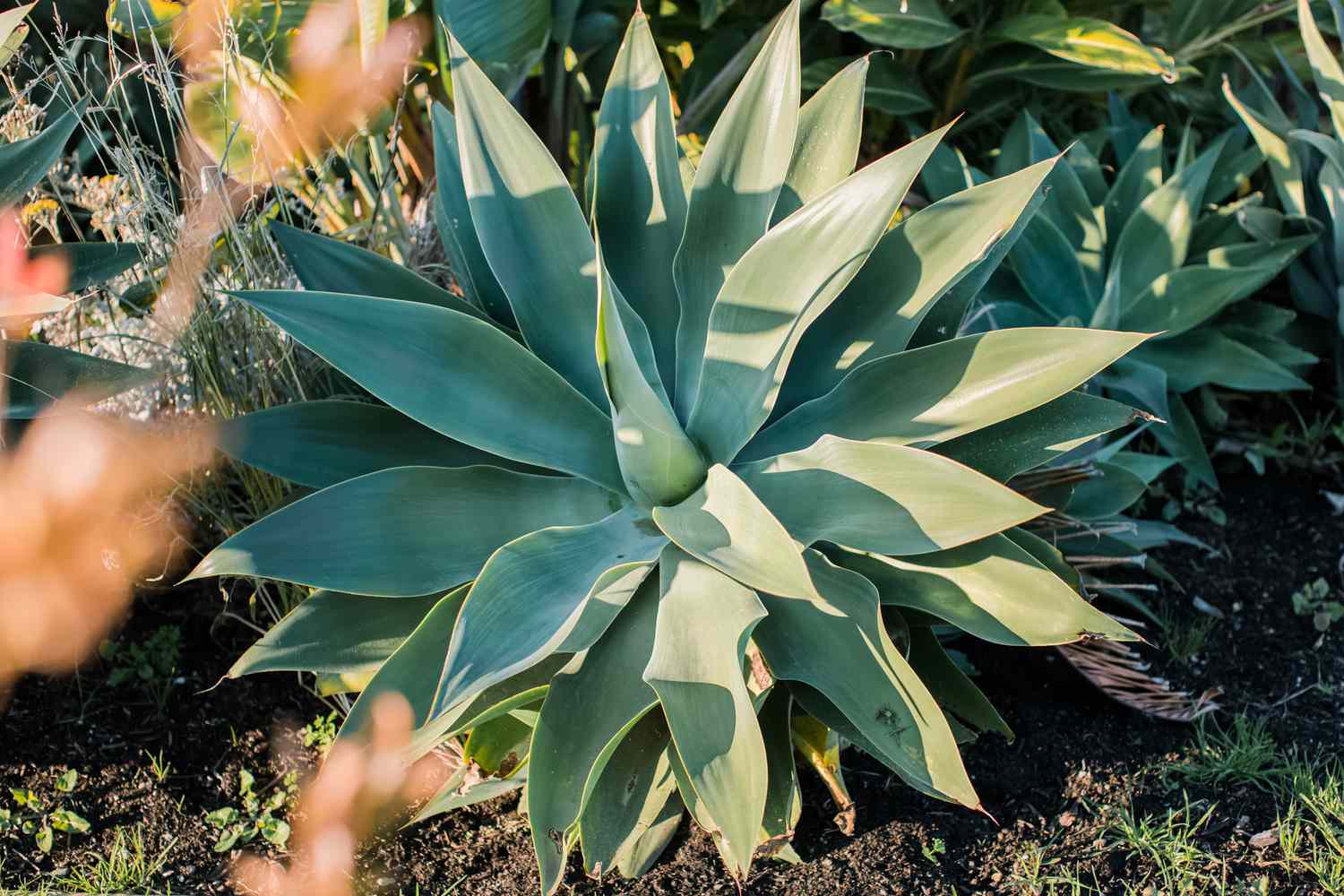 What Is Agave Plant