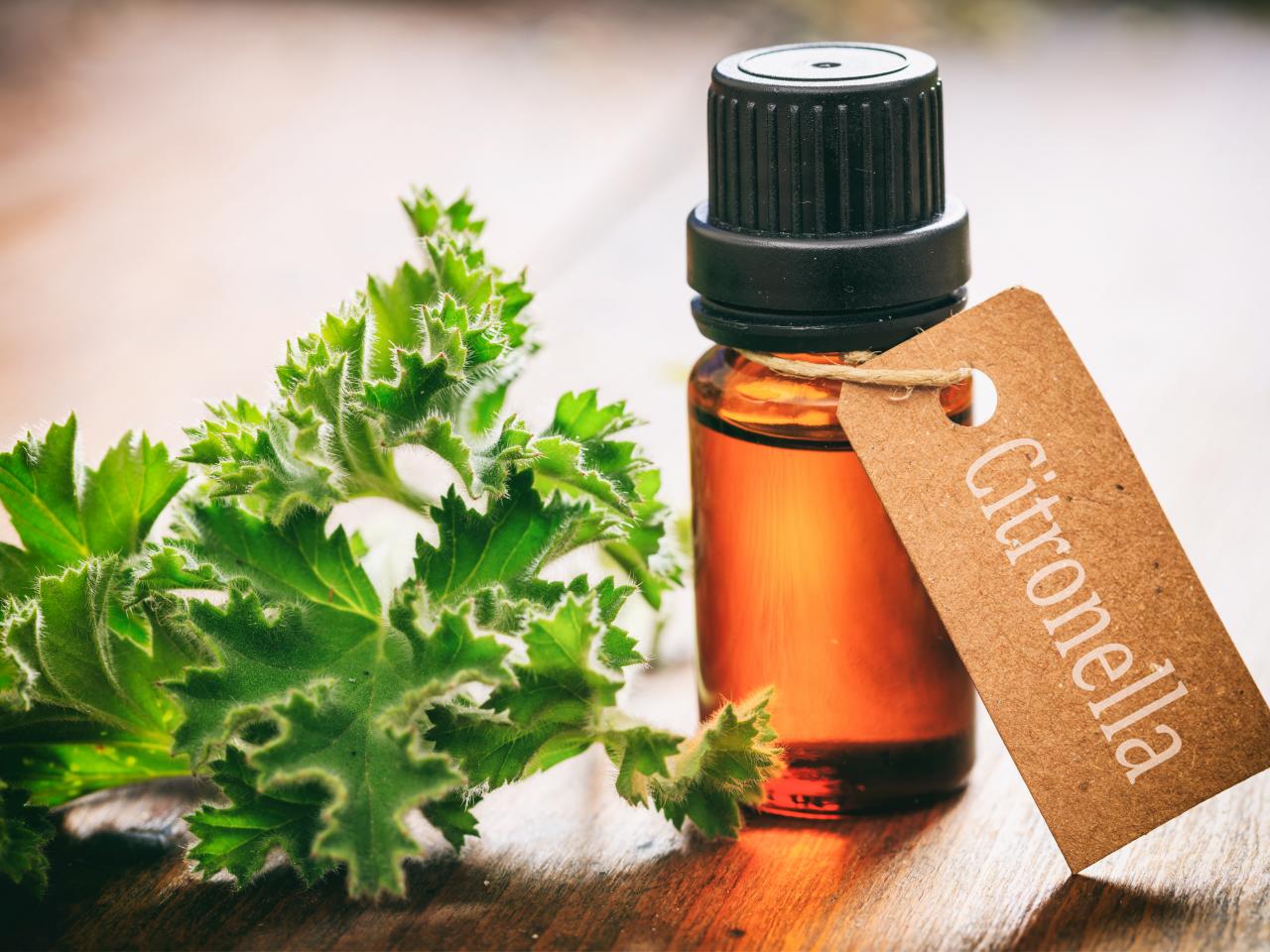 What Is Citronella Essential Oil Good For