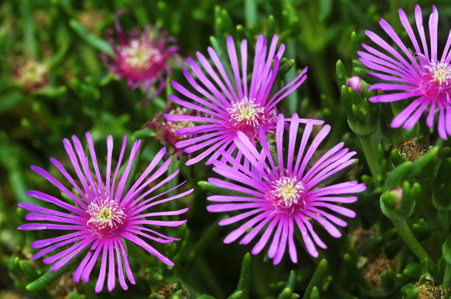 What Is Ice Plant