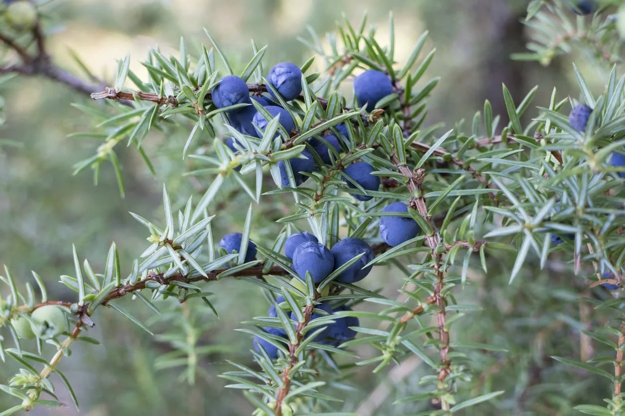 What Is Juniper Berry Essential Oil Good For