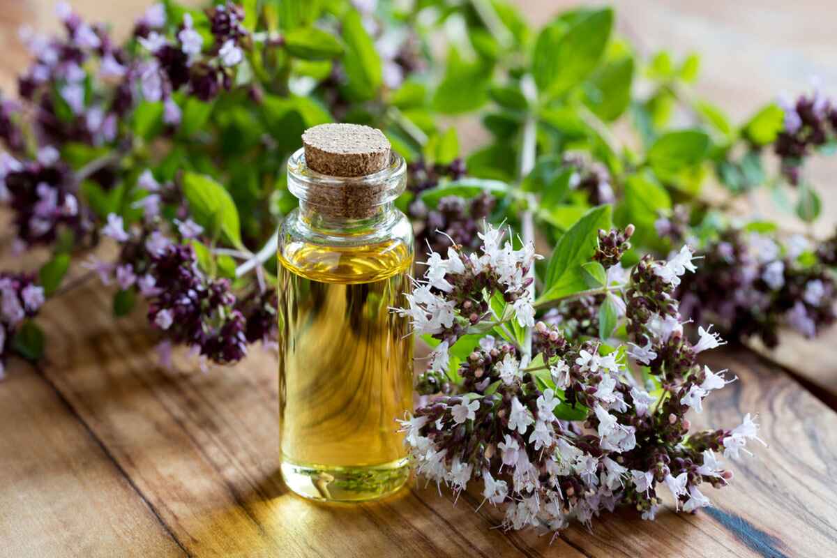 What Is Oregano Essential Oil Good For