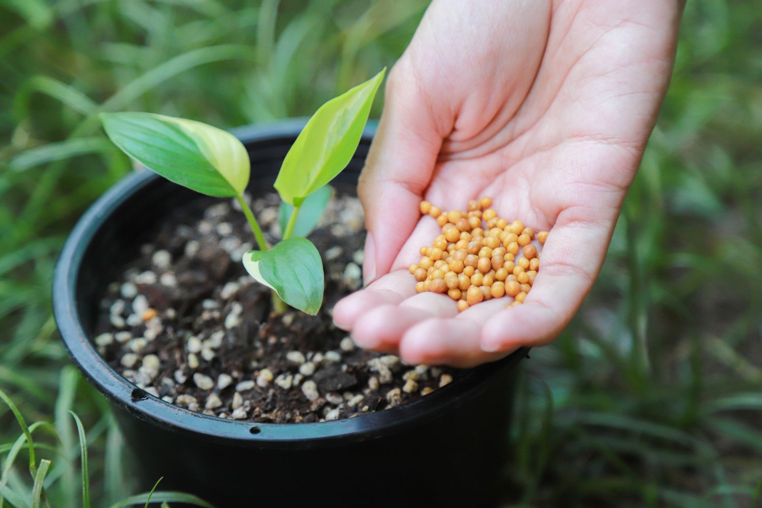 What Is Plant Fertilizer