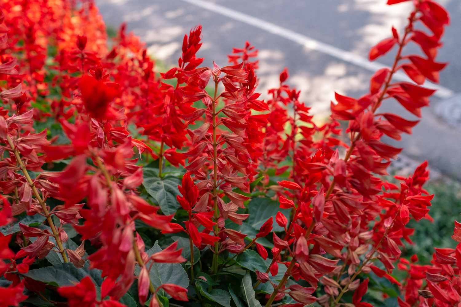 What Is Salvias Plant