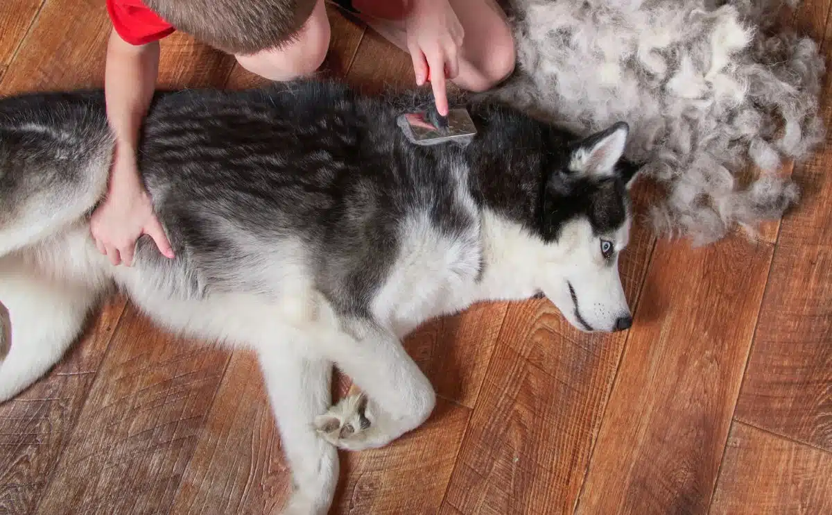What Is The Best Dog Brush For Shedding