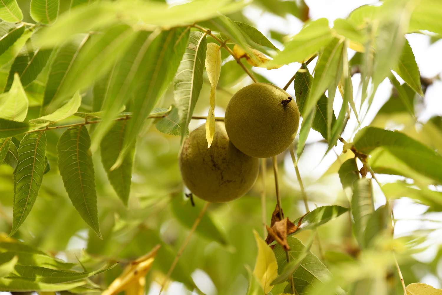 what-not-to-plant-near-a-black-walnut-tree