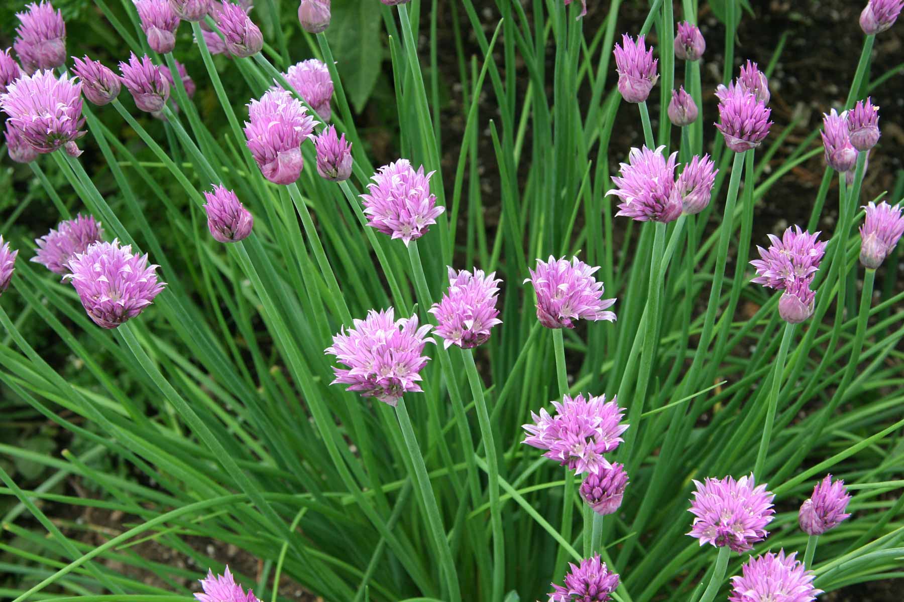 What Not To Plant With Chives