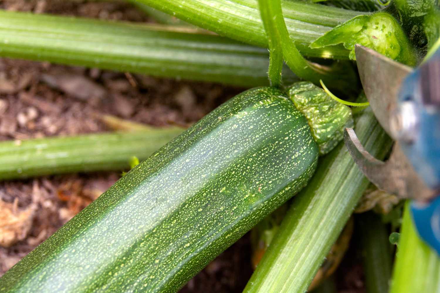 What Not To Plant With Zucchini