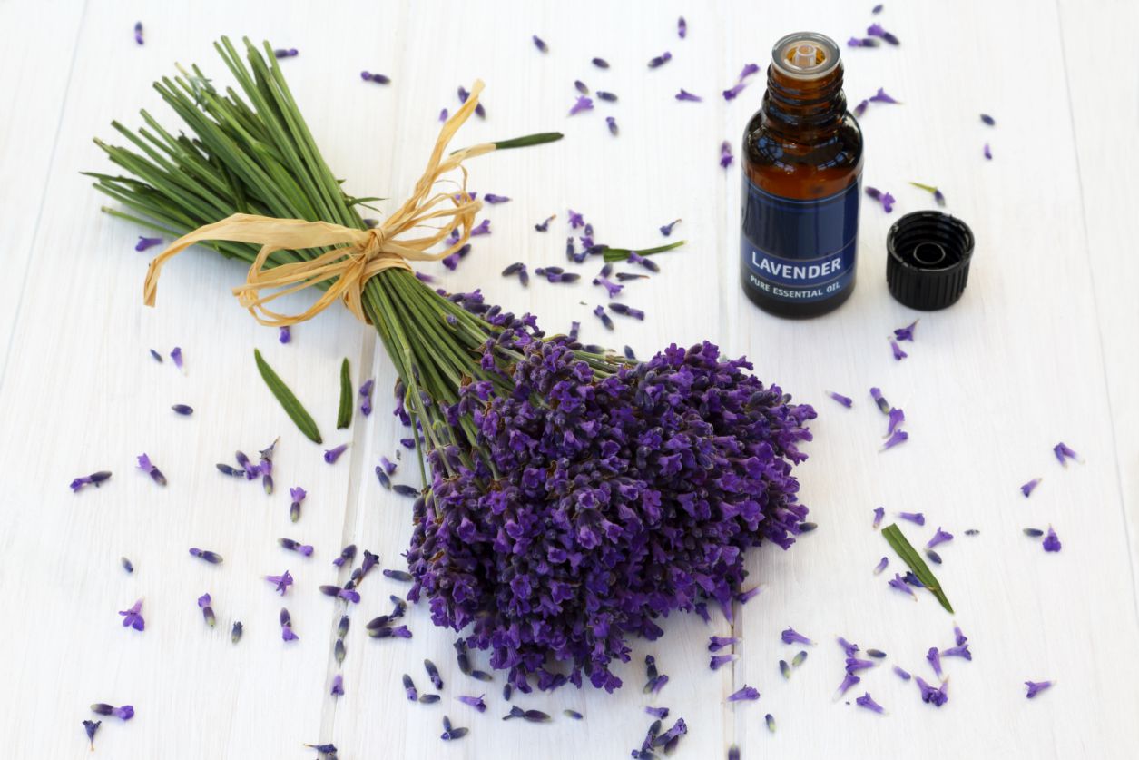 What Note Is Lavender Essential Oil