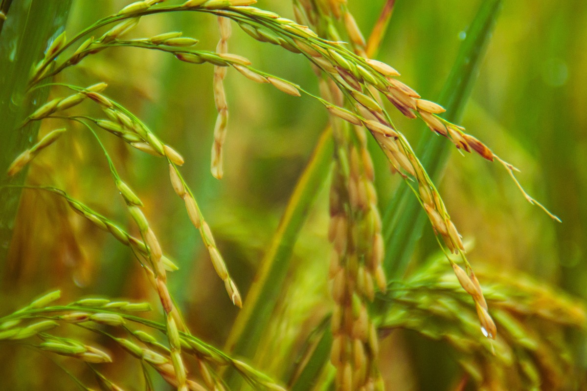 What Plant Does Rice Come From