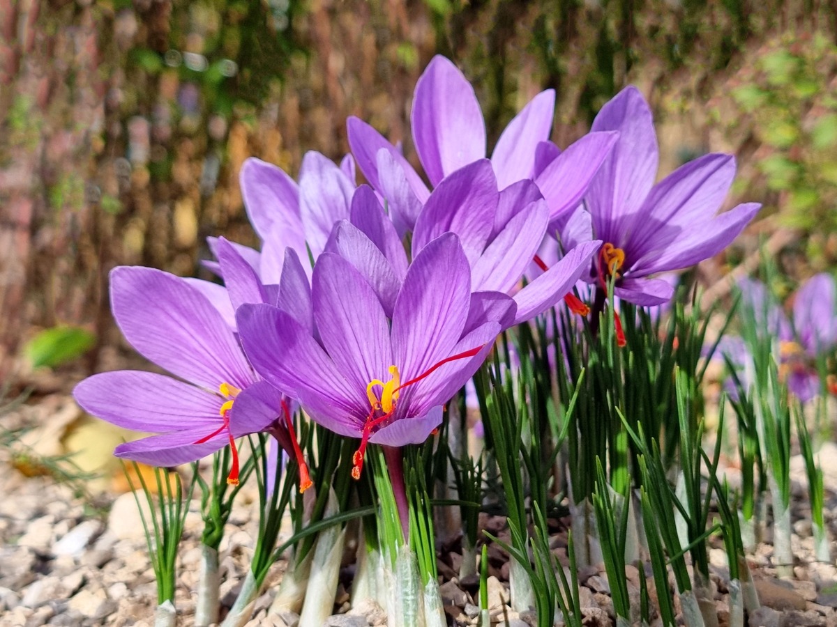 what-plant-does-saffron-come-from