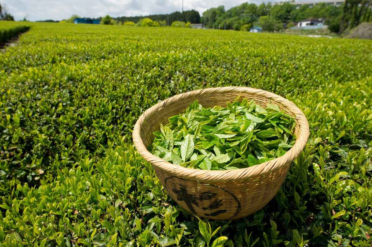 What Plant Does Tea Come From