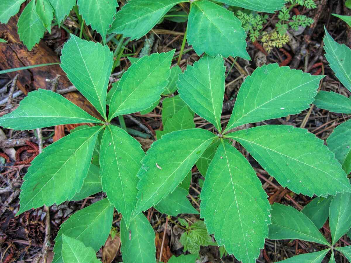 What Plant Has Five Leaves
