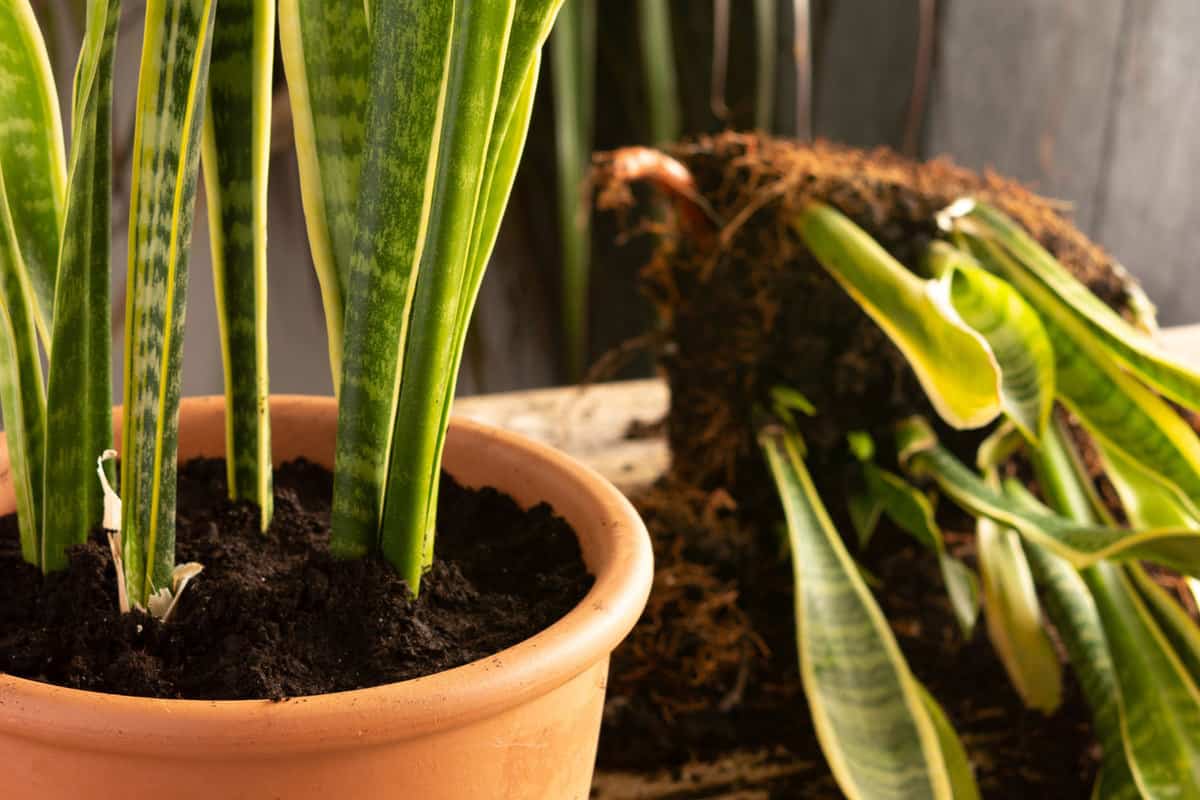 What Soil To Use For Snake Plant