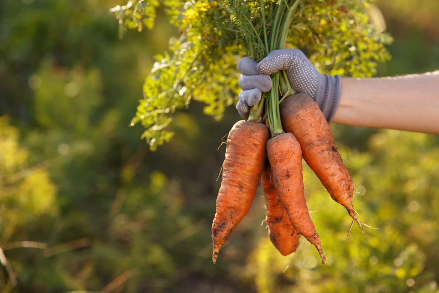 What To Plant After Carrots