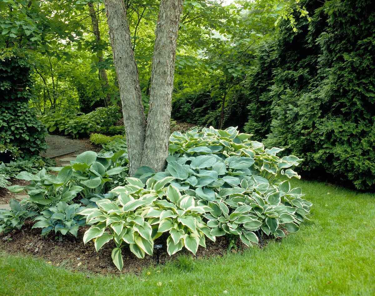 What To Plant Around Trees