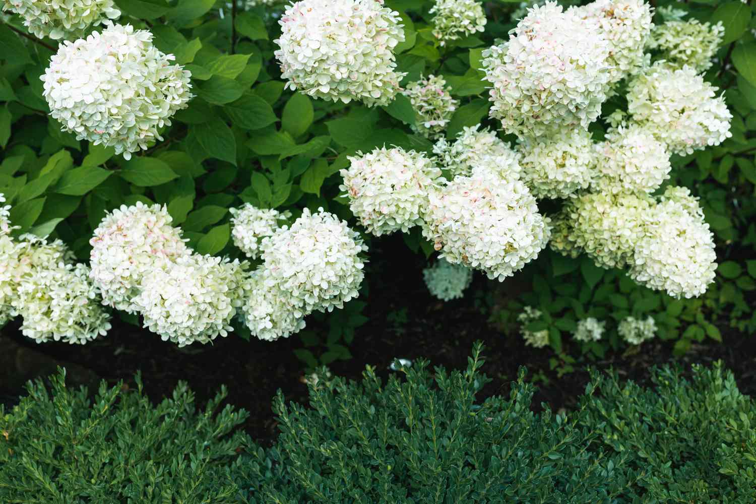 What To Plant In Front Of Limelight Hydrangea